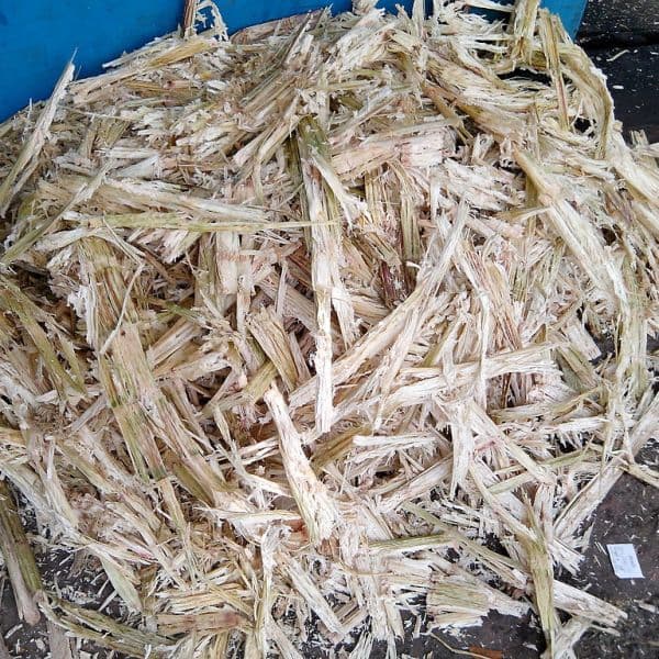 SUGARCANE BAGASSE FOR ANIMAL FEED _HIGH_QUALITY_ BEST PRICE_